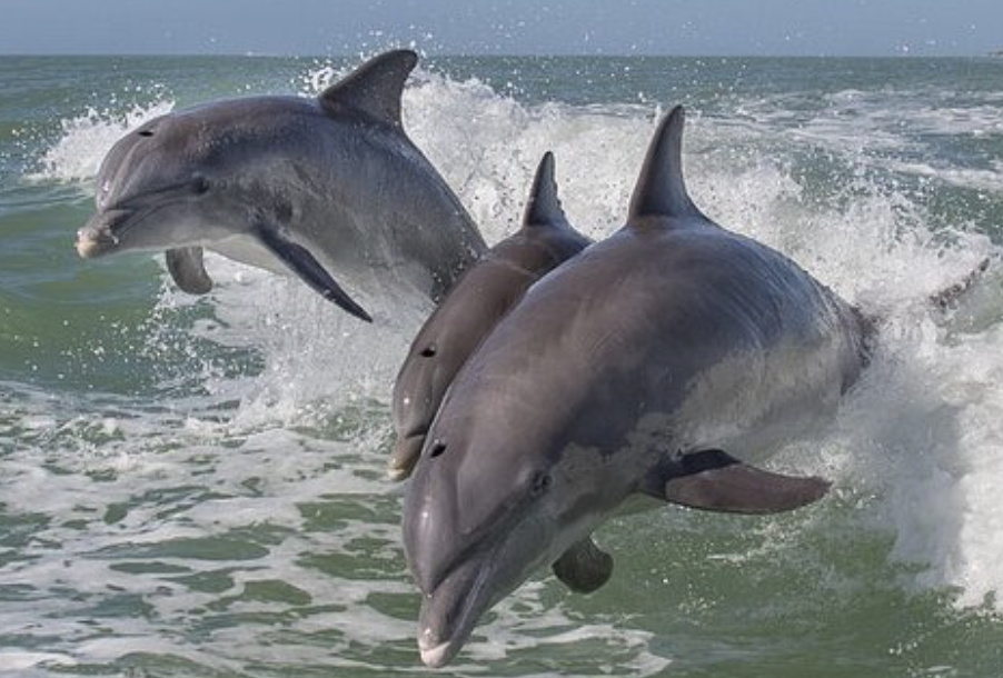 ⚓ Best Places to Visit by Boat in Texas & the Gulf Coast