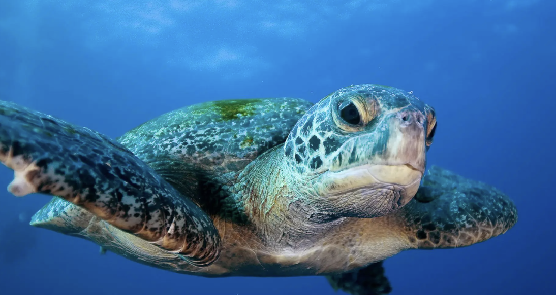 ⛵ Visiting Bahía Tortugas (Turtle Bay) by Boat: Baja California’s Cruising Oasis