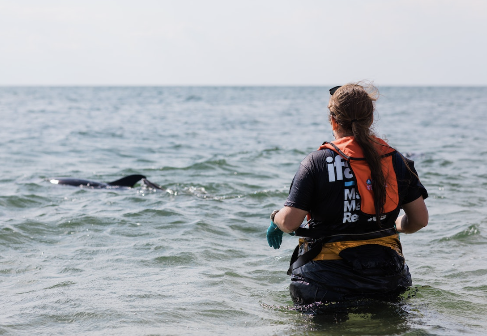 🌊 Marine Jobs in High Demand Right Now (2025 Edition)